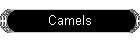 Camels